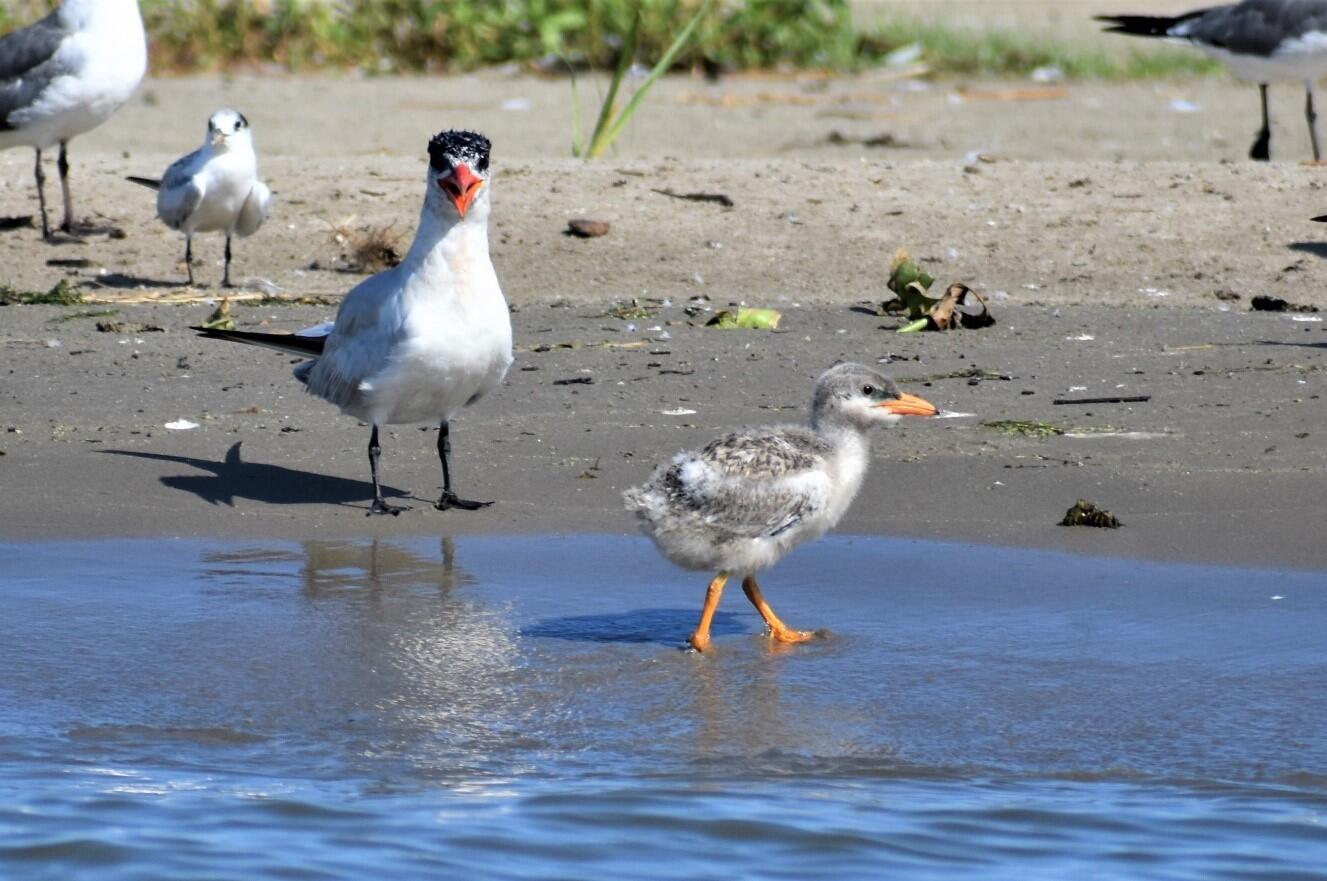 Caspian Tern adult with young on Gunn Island
