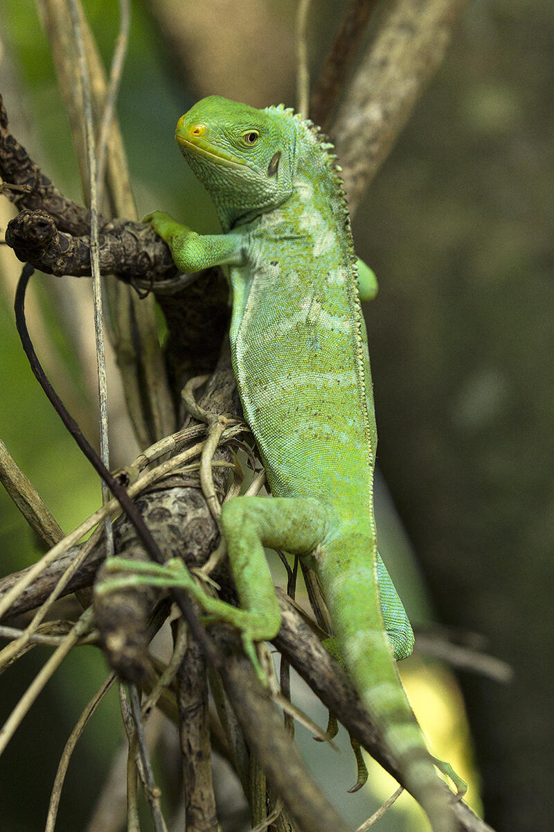 Photo of a Fijian crested iguana being released into the wild