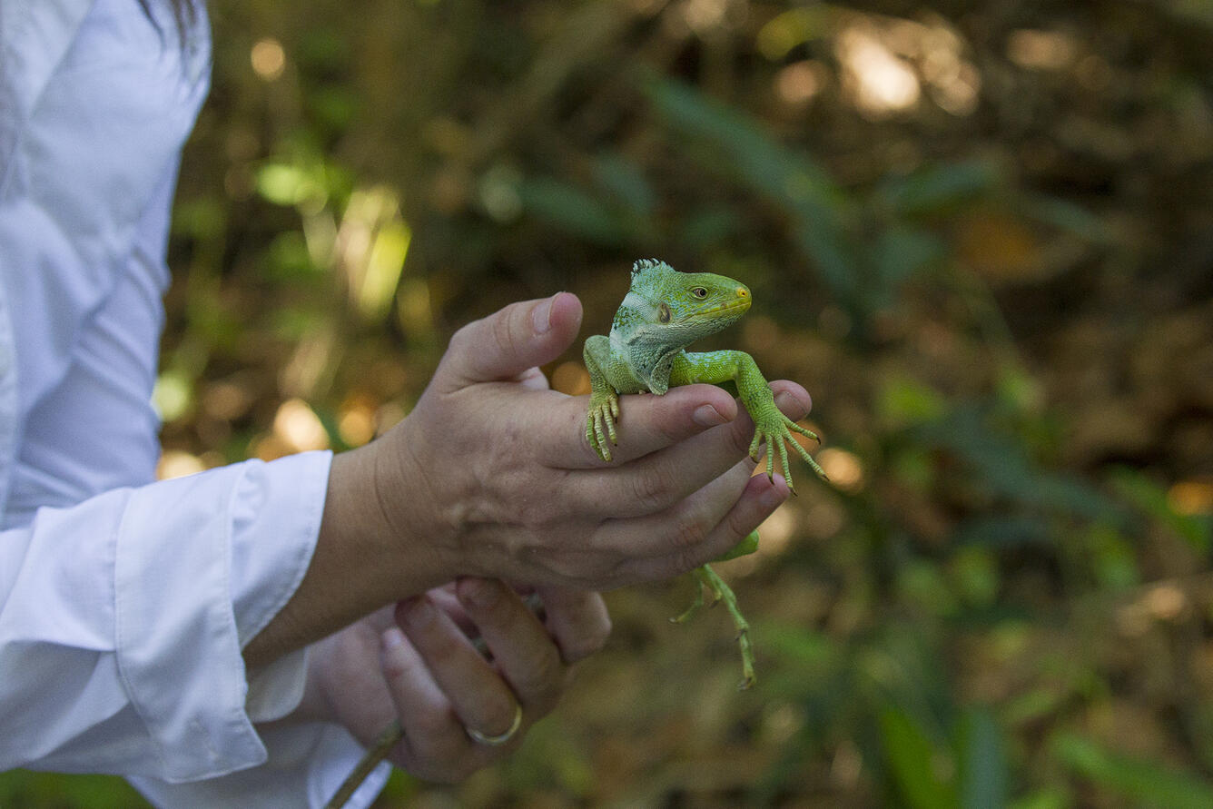 Photo of a Fijian crested iguana being released on Monuriki Island