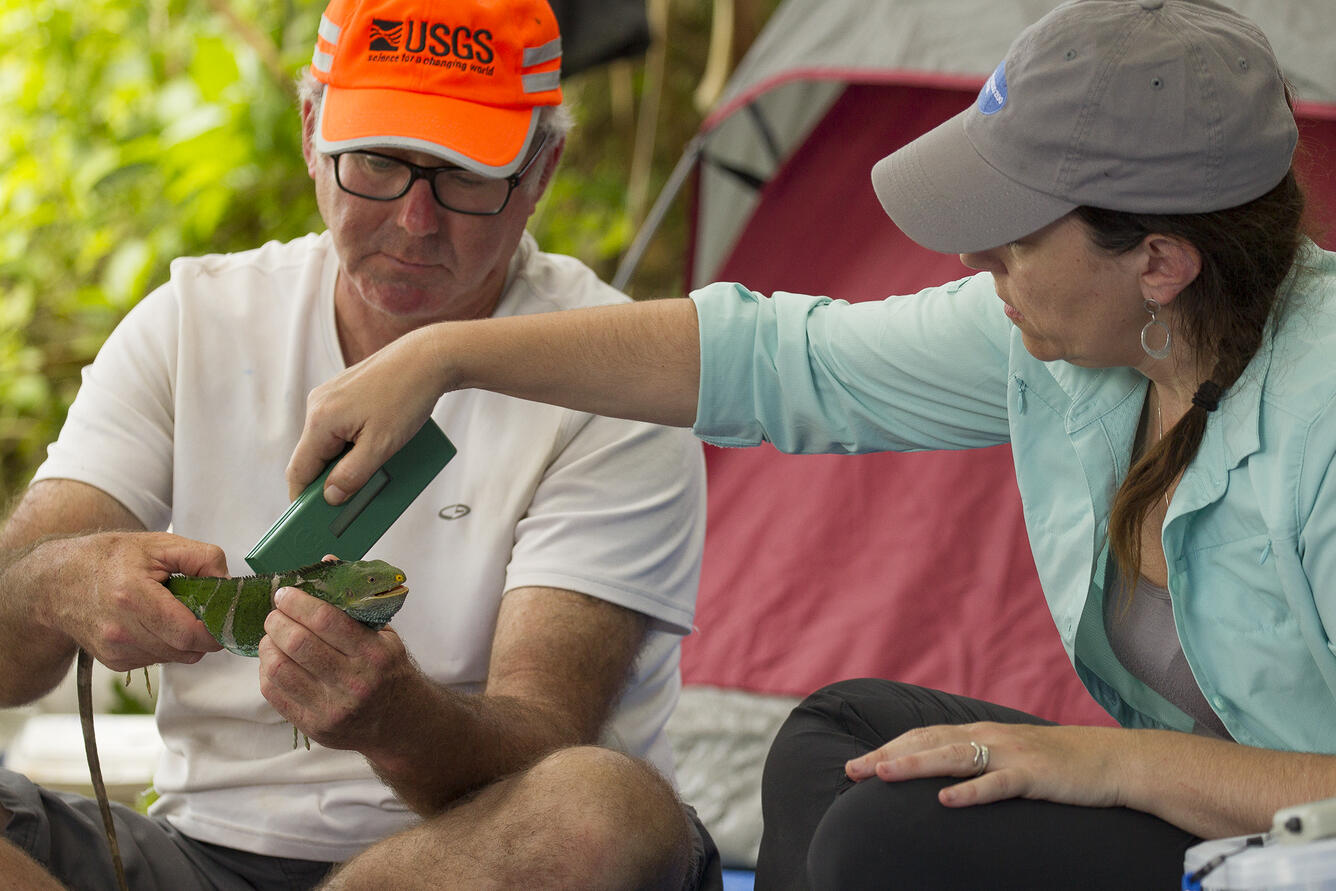 USGS and San Diego Zoo scientists study iguana