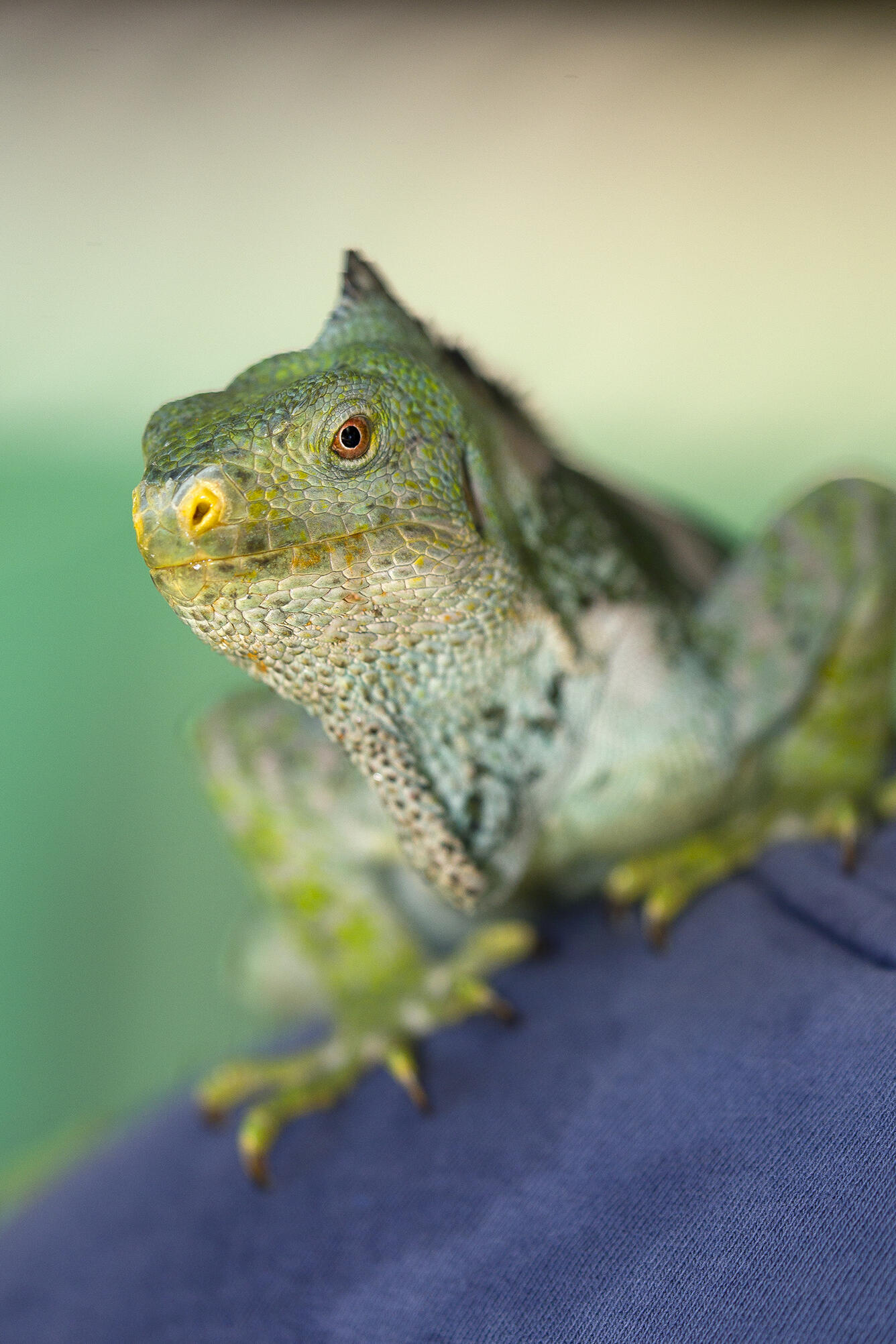Photo of a Fijian crested iguana