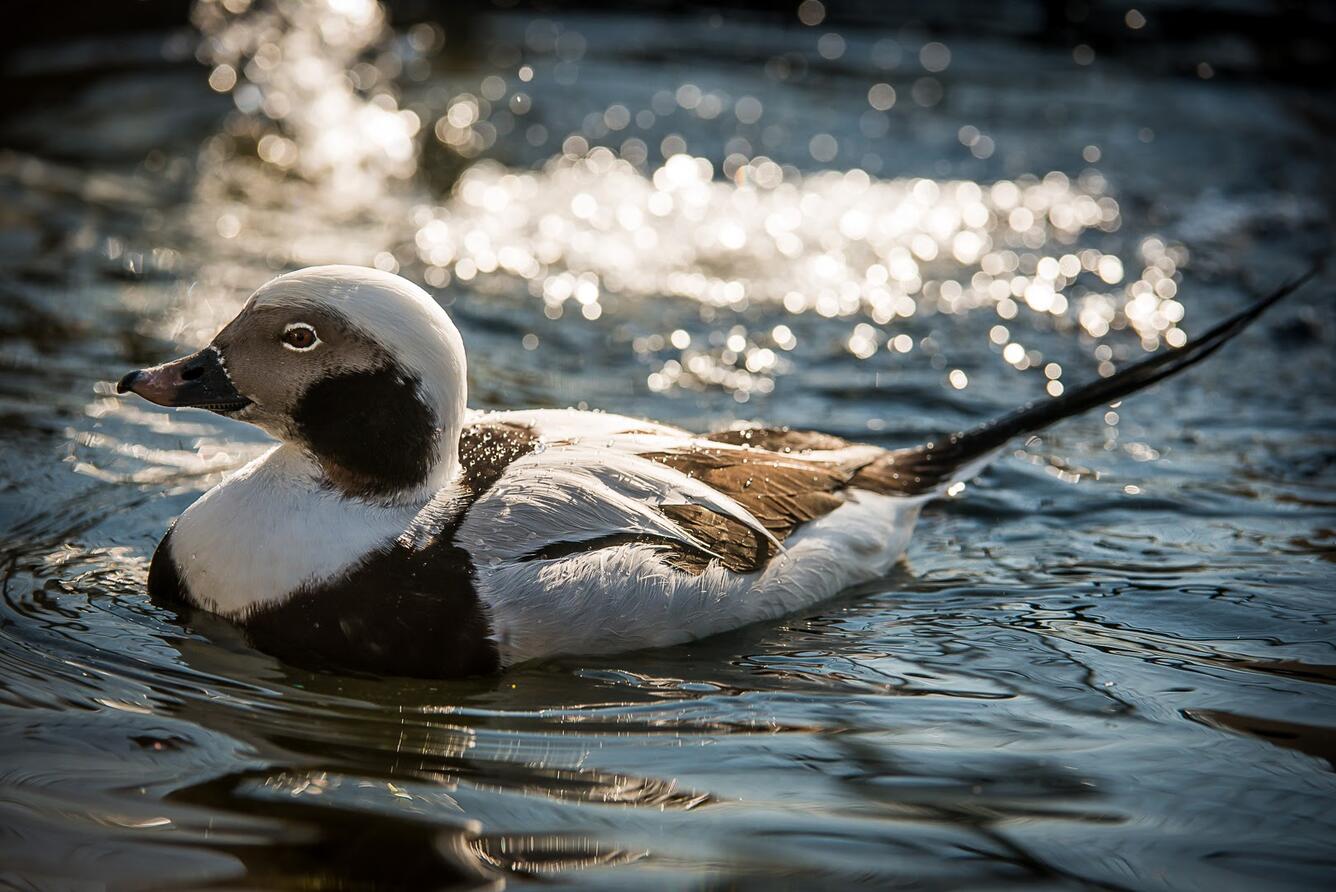 Long-tailed duck swimming