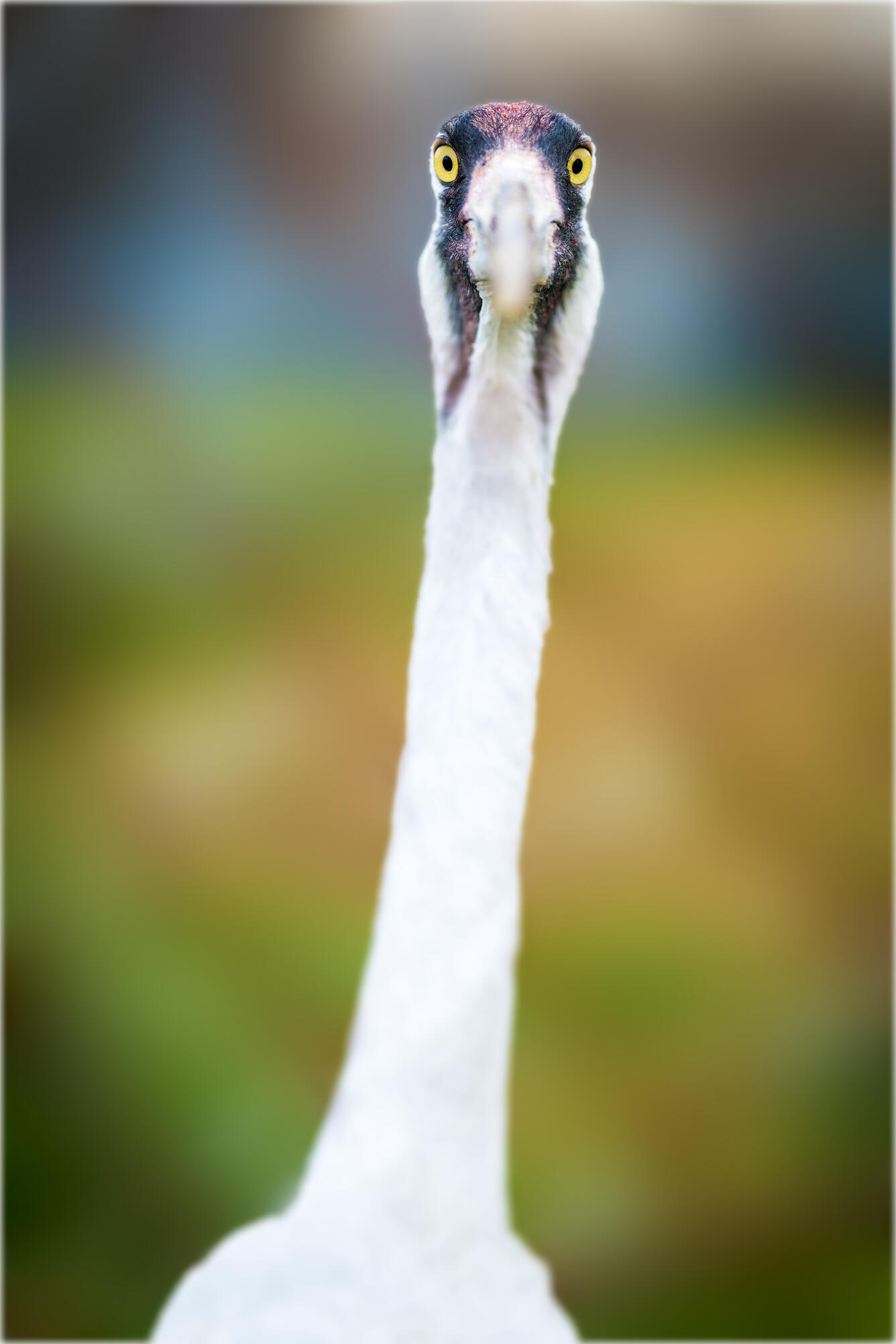 Whooping Crane, Grus americana