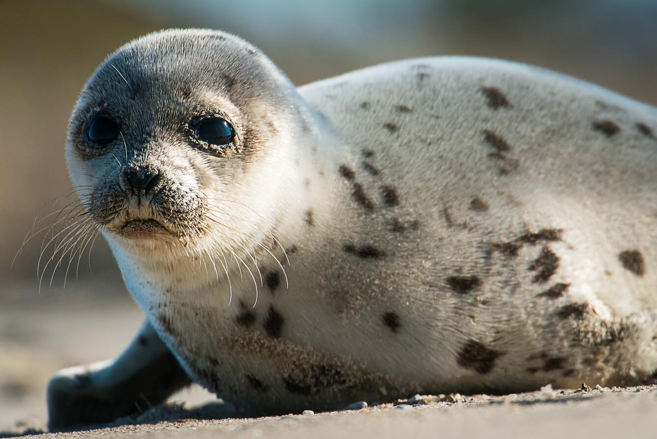 A harbor seal pup resting