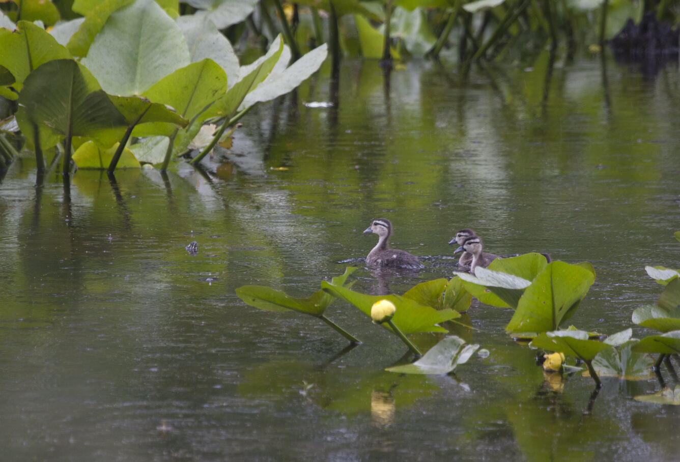 Baby wood ducks