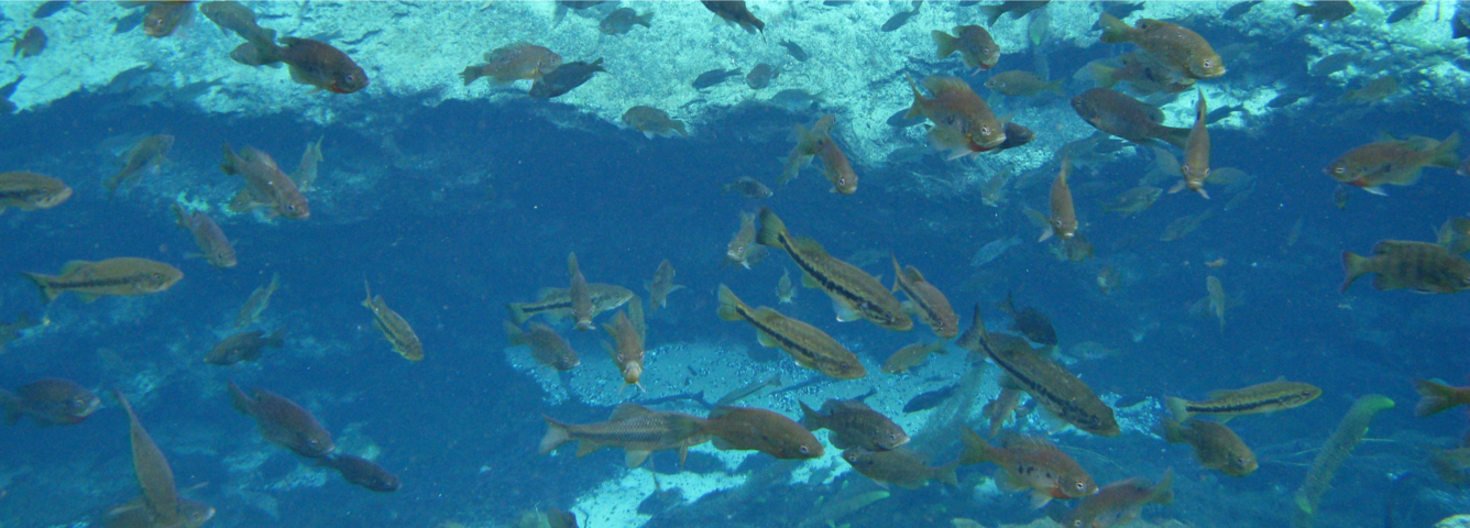 Water census : environmental flows carousel