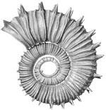 Axonoceras compressum