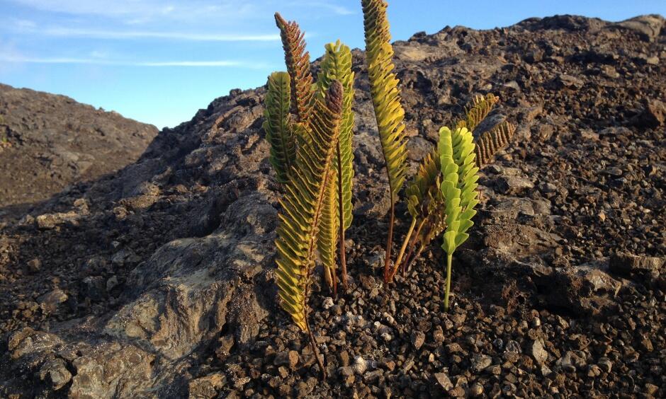 Native Hawaiian fern