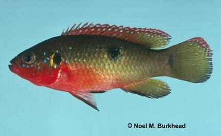 African Jewelfish (Hemichromis letourneuxi)