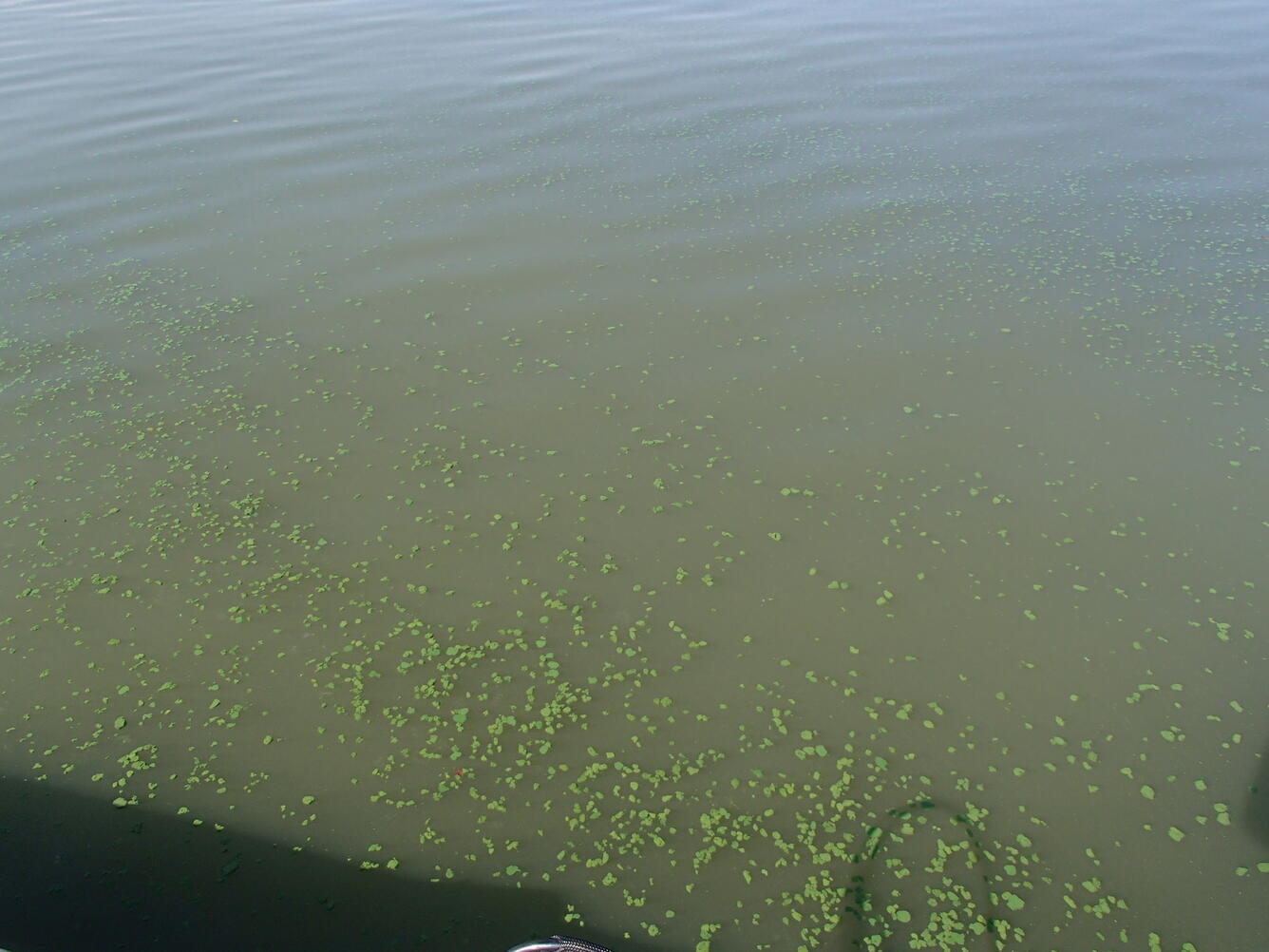 Harmful algal bloom in Willow Creek Reservoir, NE, August 2014