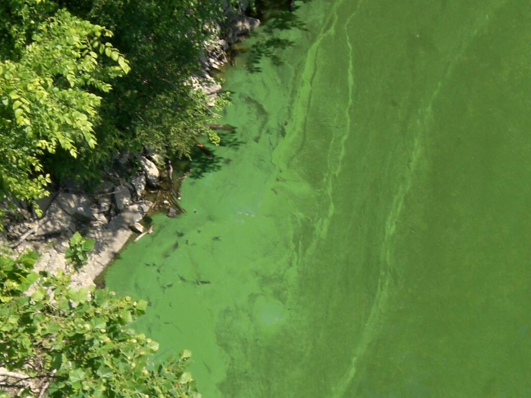 Algae bloom on river