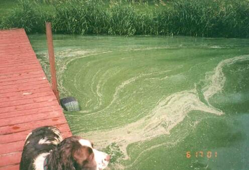 Algal bloom at Lake Volney, Minnesota
