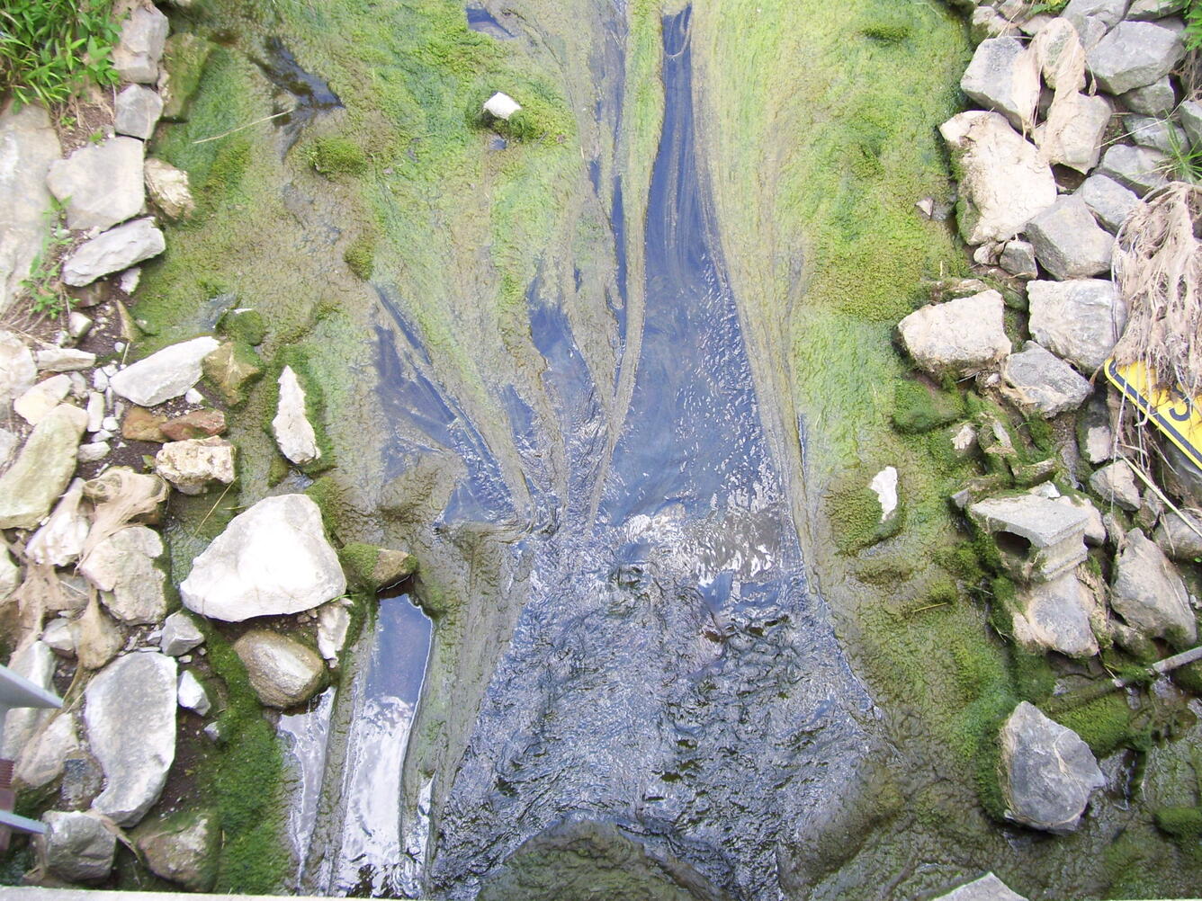 Stream with floating algae