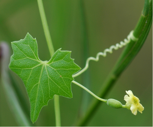 A WEB Based Searchable Plant Database and Photo Gallery of the Plants of Louisiana