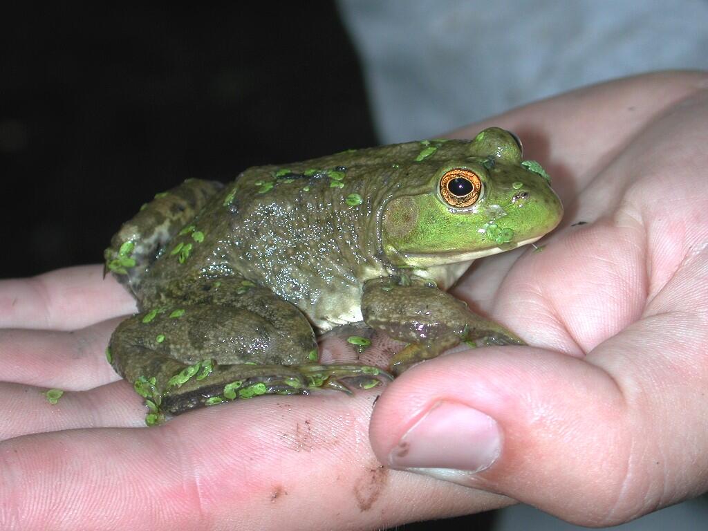 American Bullfrog