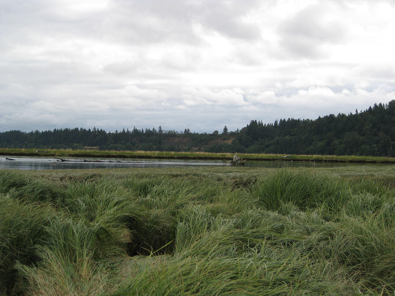 Historic marsh - Animal Slough