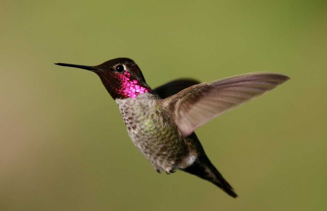 Anna's Hummingbird (Calypte anna) Flying