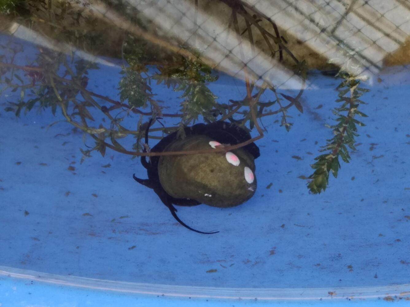 An apple snail in the experimental mesocosm with individual markings