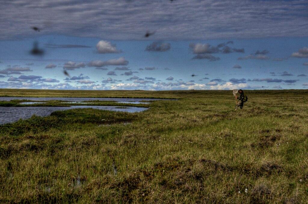 A biologist walking toward a small lake on the north slope of Alaska to sample invertebrates