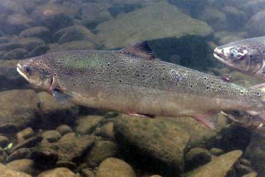 Atlantic Salmon