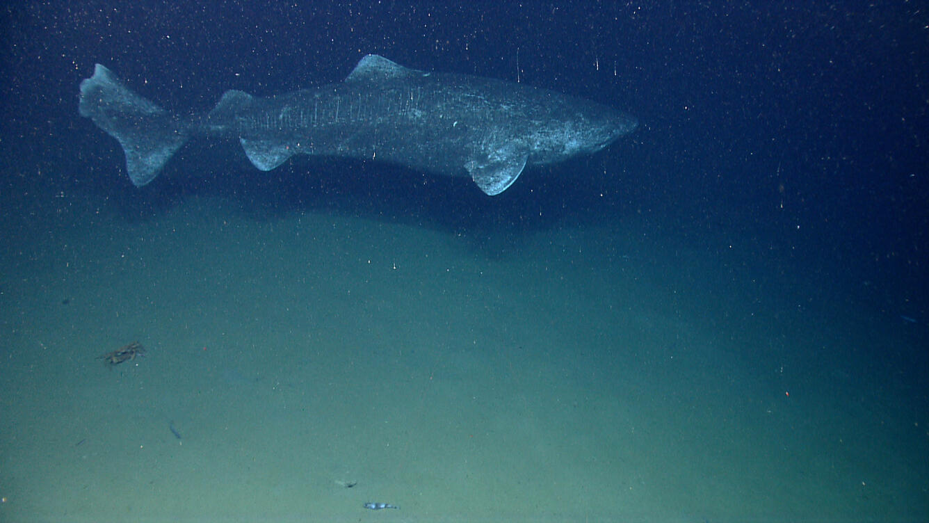 Greenland Shark
