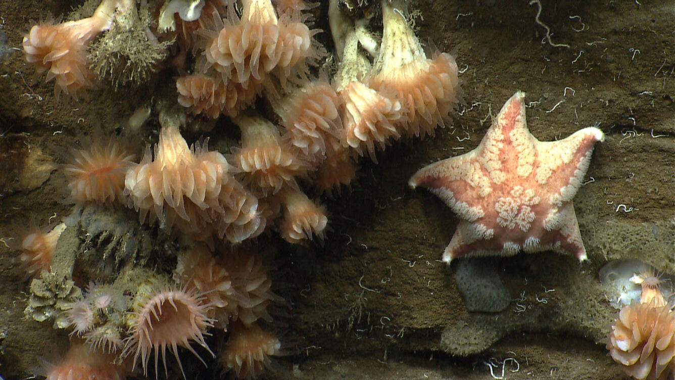 Cup corals and a sea star
