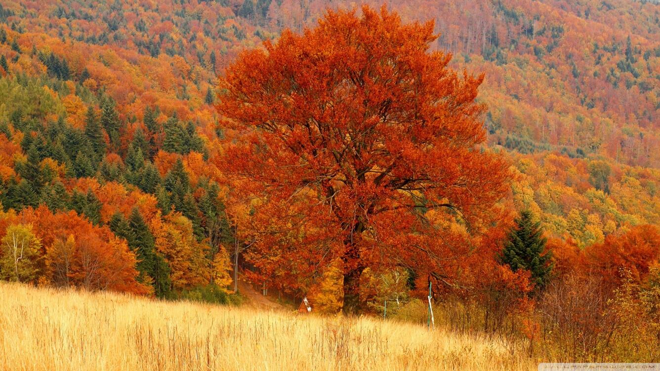 Photo of trees in autumn