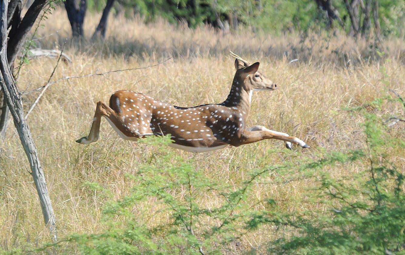 Axis deer bounds through a grassy field