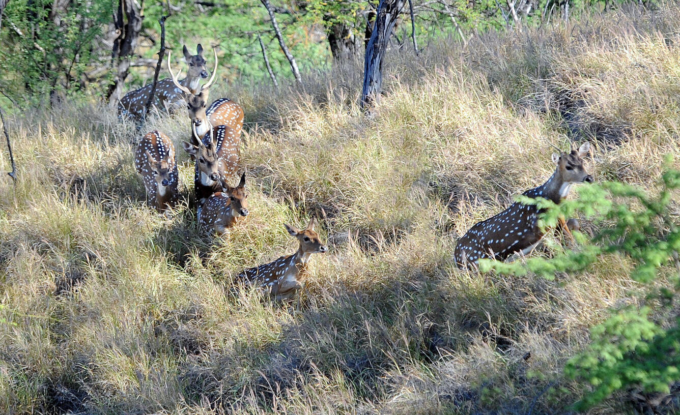 Axis deer in a grassy field on Maui Island