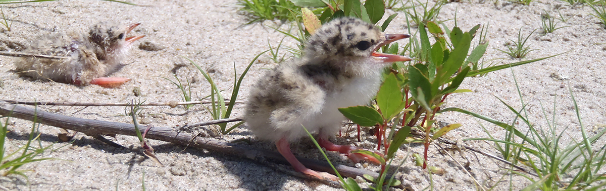 Baby birds on a sandbar in the Lower Platte River, Nebr.