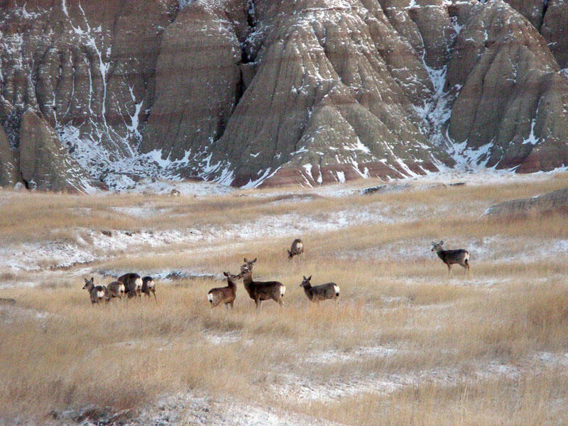 Deer near Cedar Pass Lodge