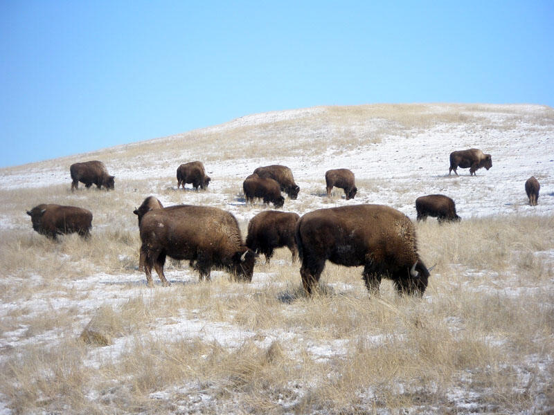 American Bison	