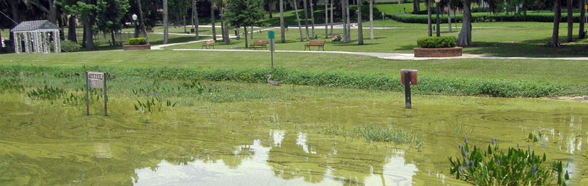 A highly eutrophic lake, where lack of dissolved oxygen is caused by a large algal bloom.