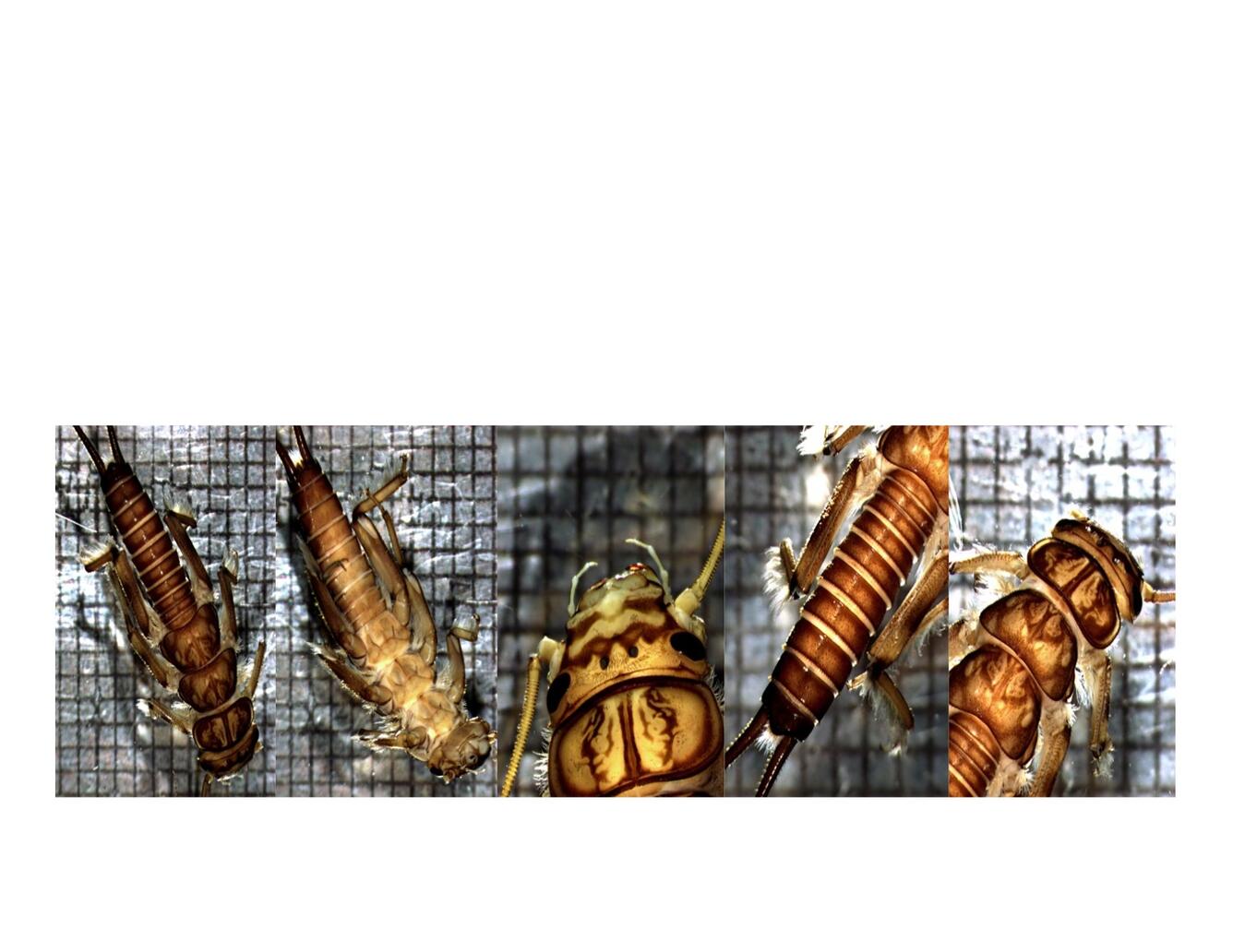 Plecoptera, Perlidae, Claassenia collage.