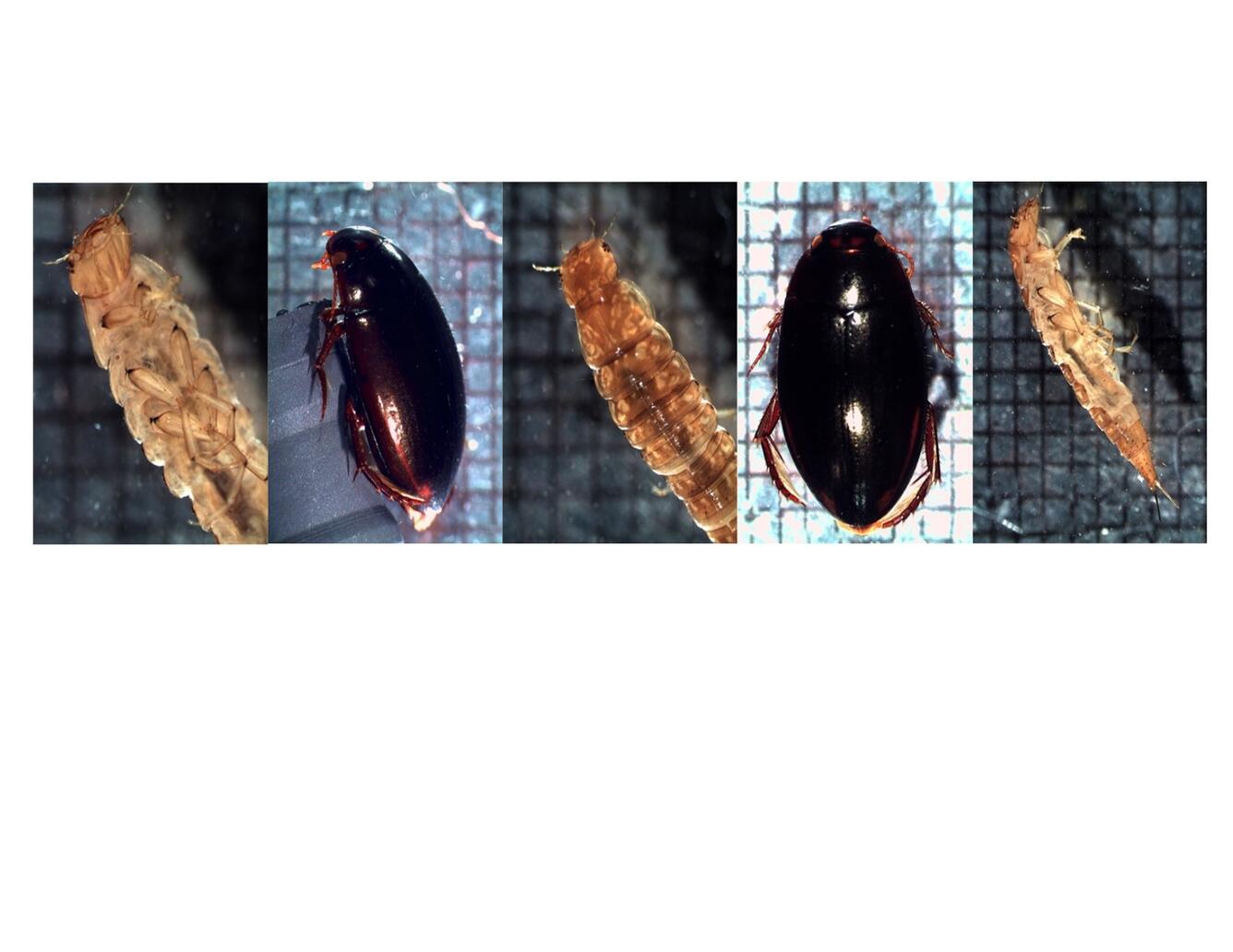 Apephaga collage