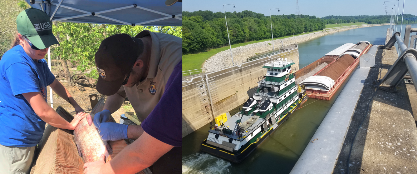 Collage of barge and Asian Carp