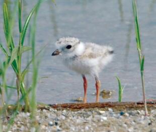Juvenile Piper Plover (Charadrius melodus)