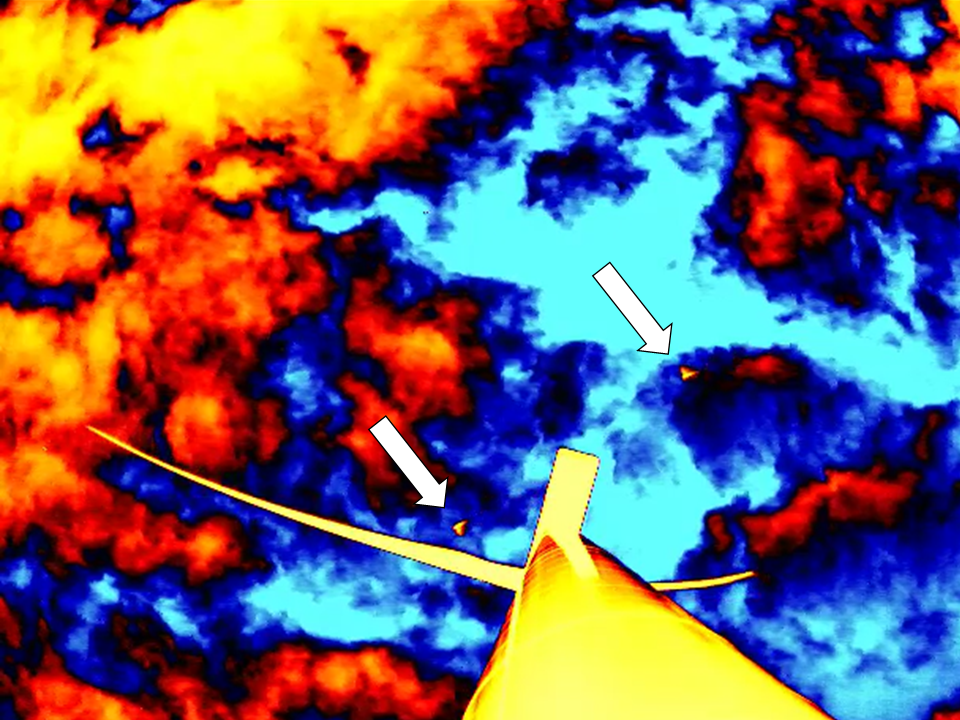 Bats near a wind turbine
