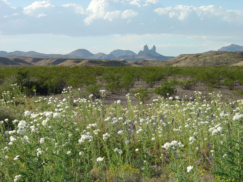 A photo of white prickly poppies.