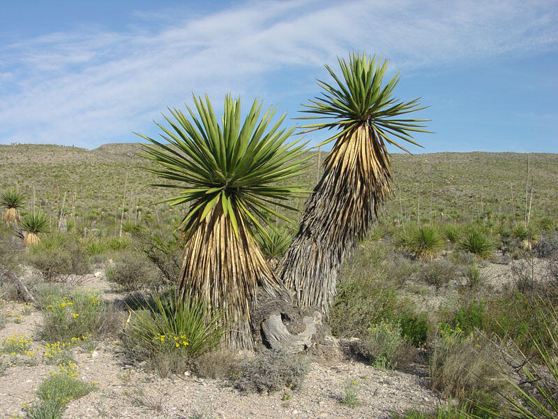 A photo of yucca.