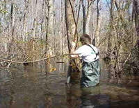 USGS scientist sampling sediments for organotin analysis in a beaver pond on Red Bank Creek, Lexington County, South Carolina