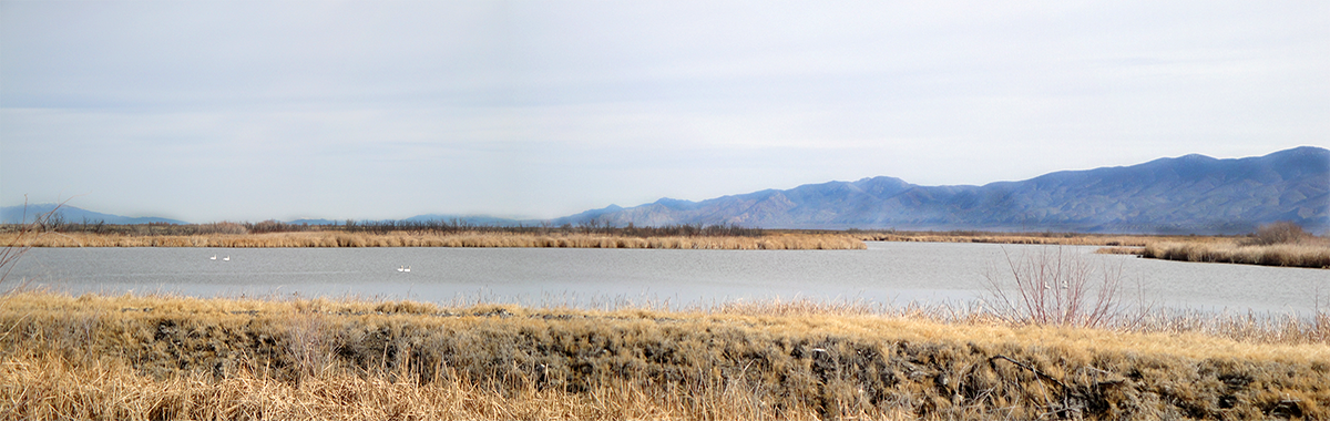 Birds at Stillwater National Wildlife Refuge, Nev.
