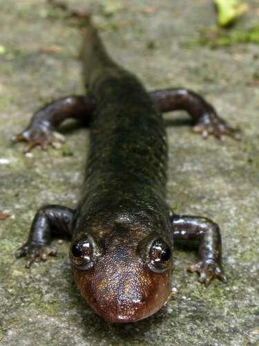 Black bellied salamander