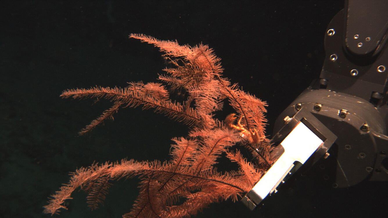 black coral collection