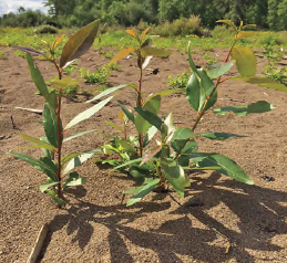 Black cottonwood seedlings.