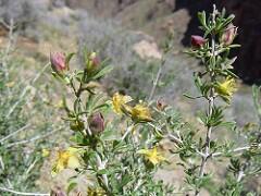 Blackbrush, a plant found in the Desert Scrub ecosystem