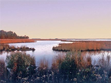 Blackwater National Wildlife Refuge