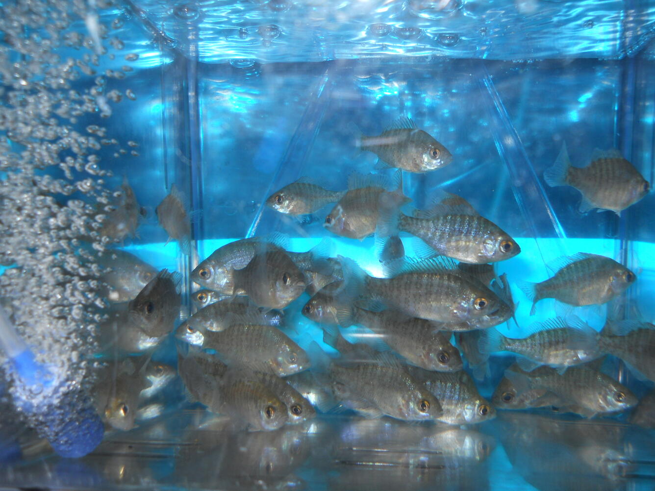 bluegill in the eugenol transport study