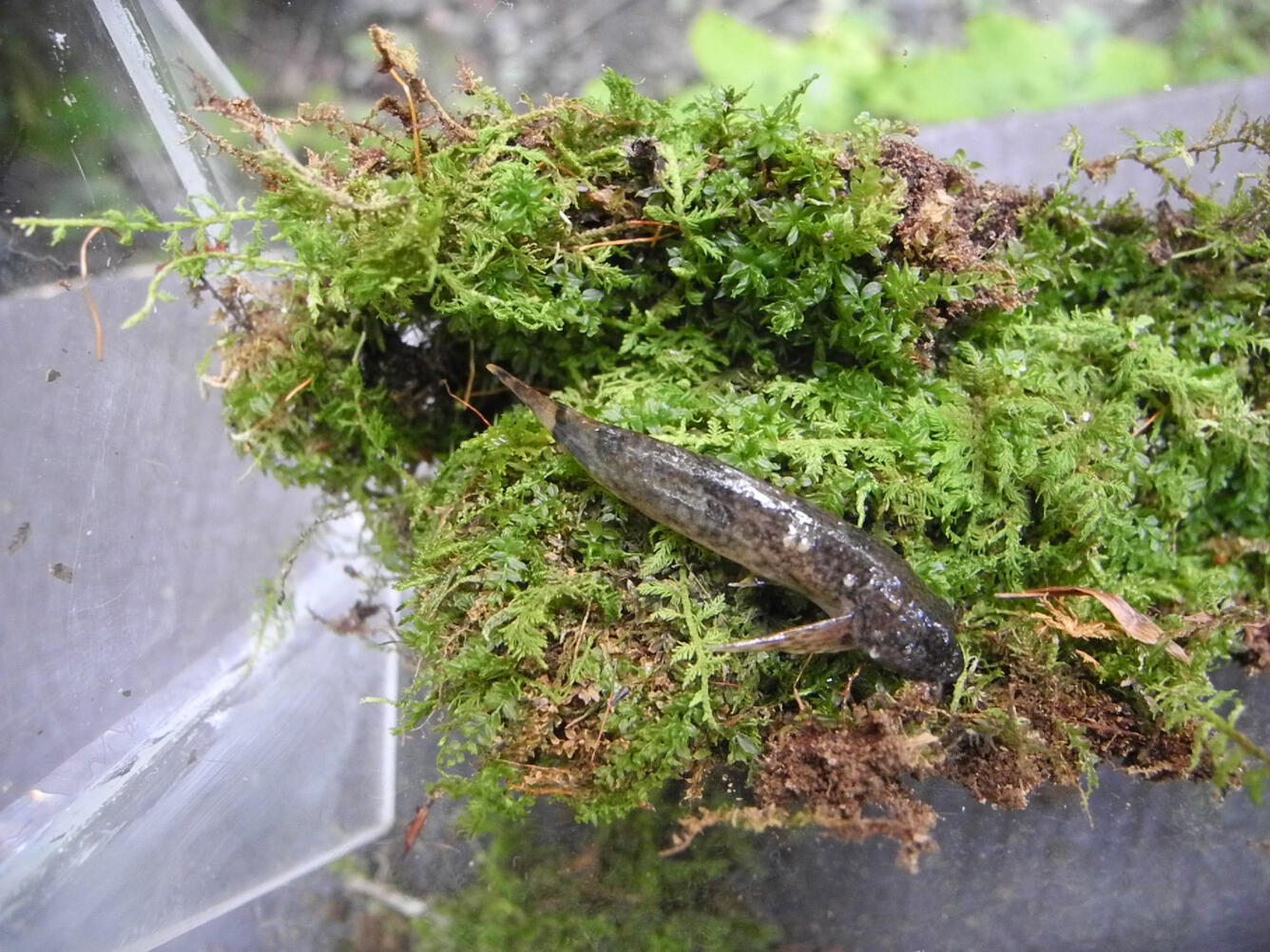 Blue Ridge sculpin with Dermocystidium