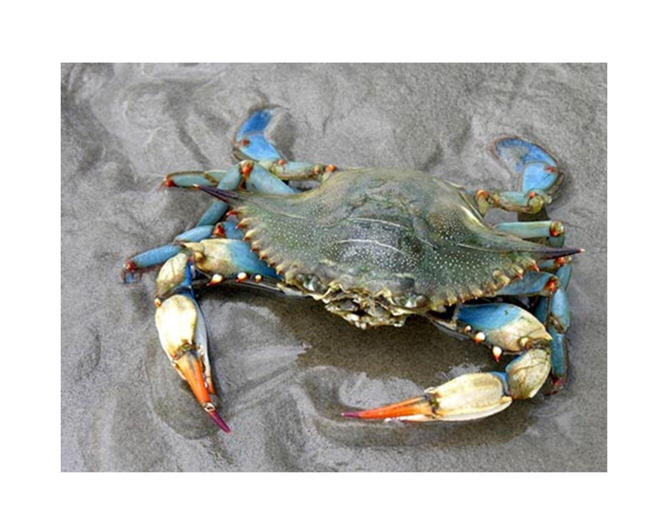 Blue crab on the beach